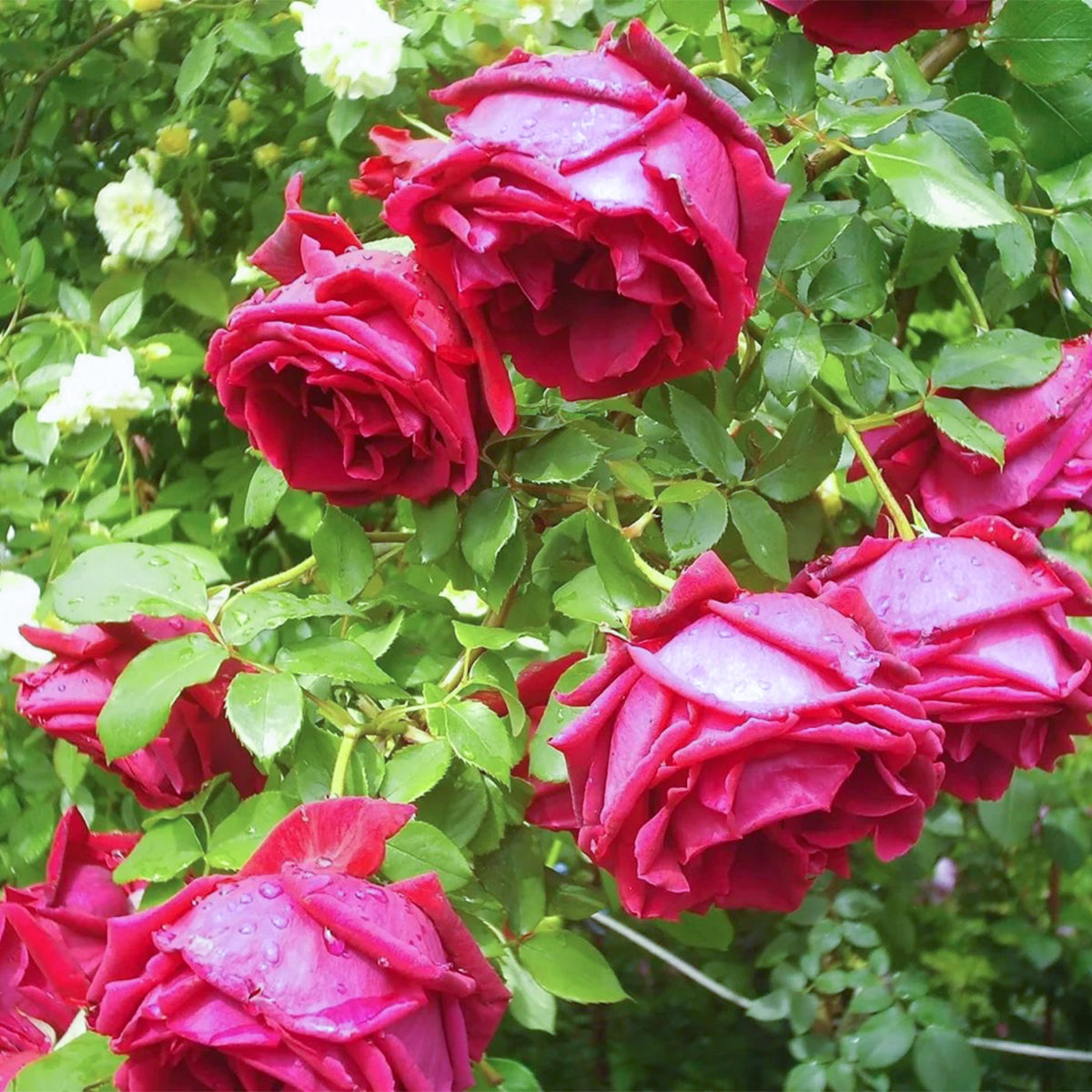Crimson Glory German Florist Hybrid Tea Rose