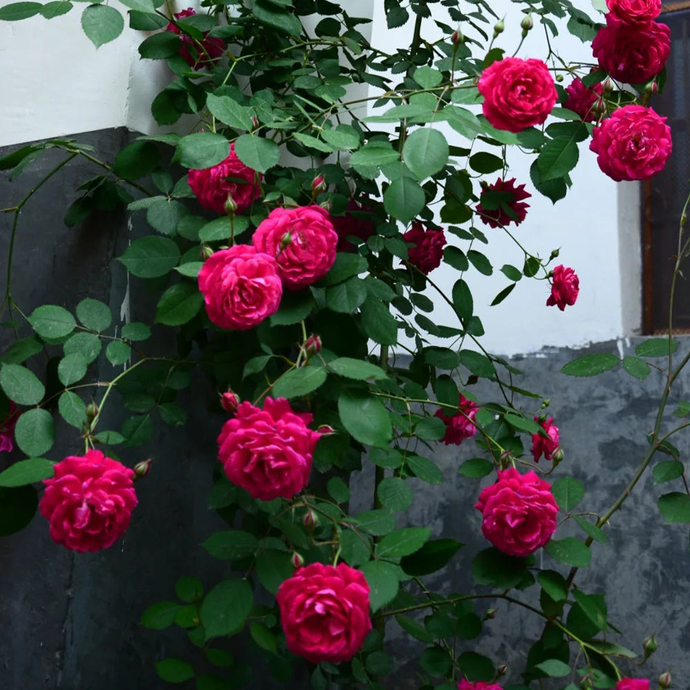 Crimson Willow Chinese Garden Climbing Rose