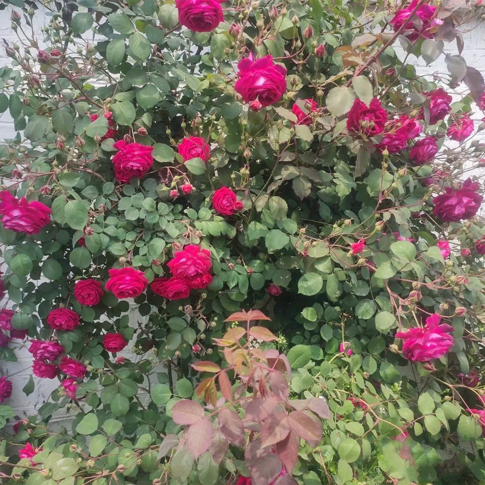 Crimson Willow Chinese Garden Climbing Rose
