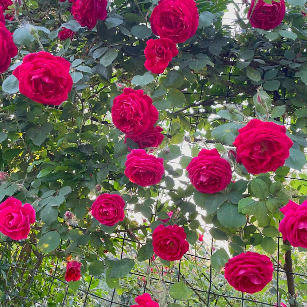 Crimson Willow Chinese Garden Climbing Rose