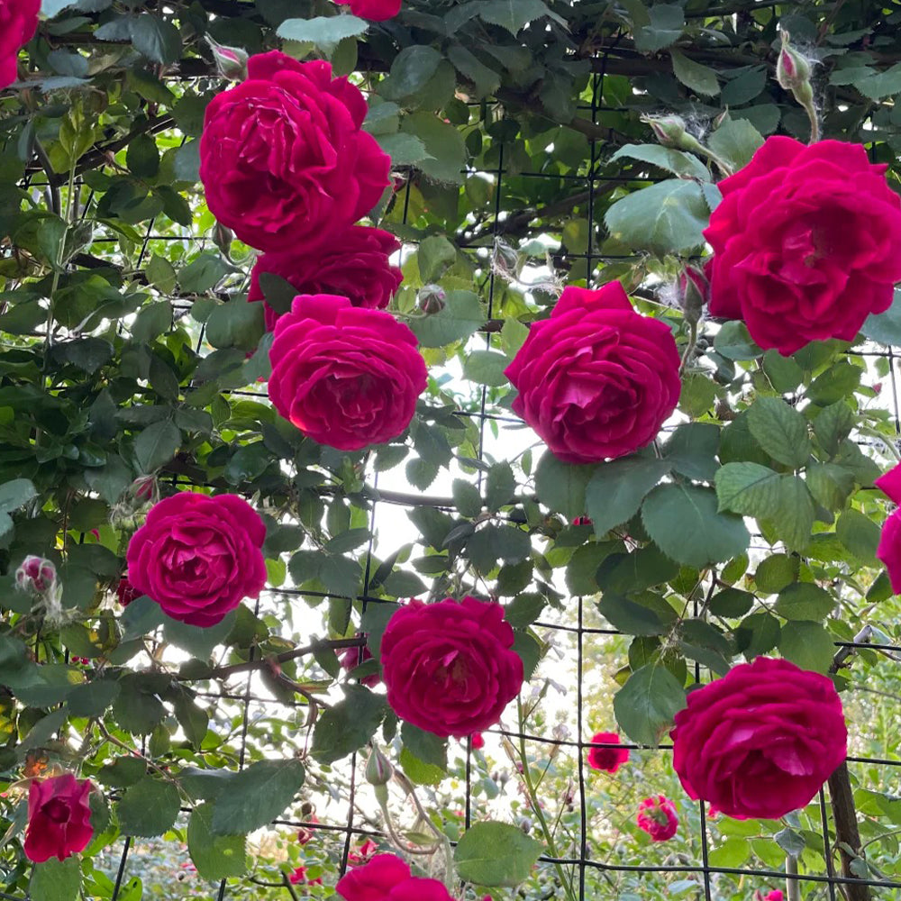 Crimson Willow Chinese Garden Climbing Rose