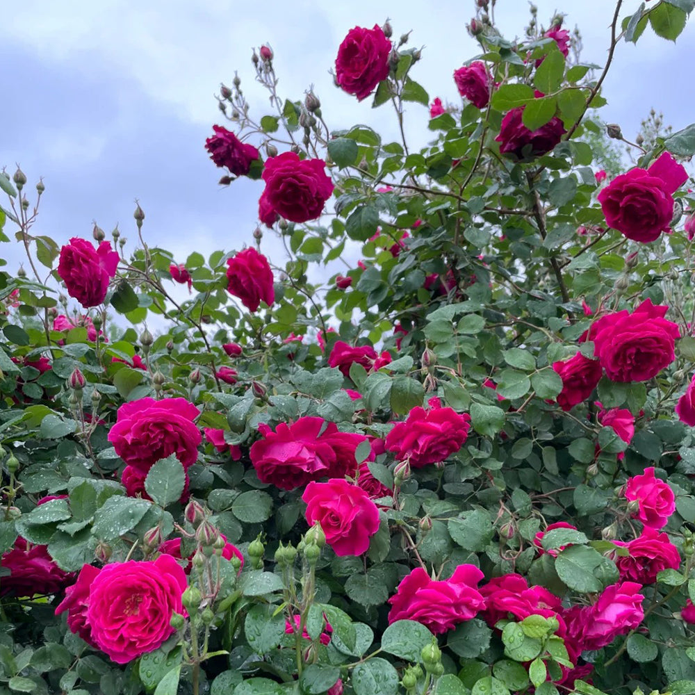 Crimson Willow Chinese Garden Climbing Rose