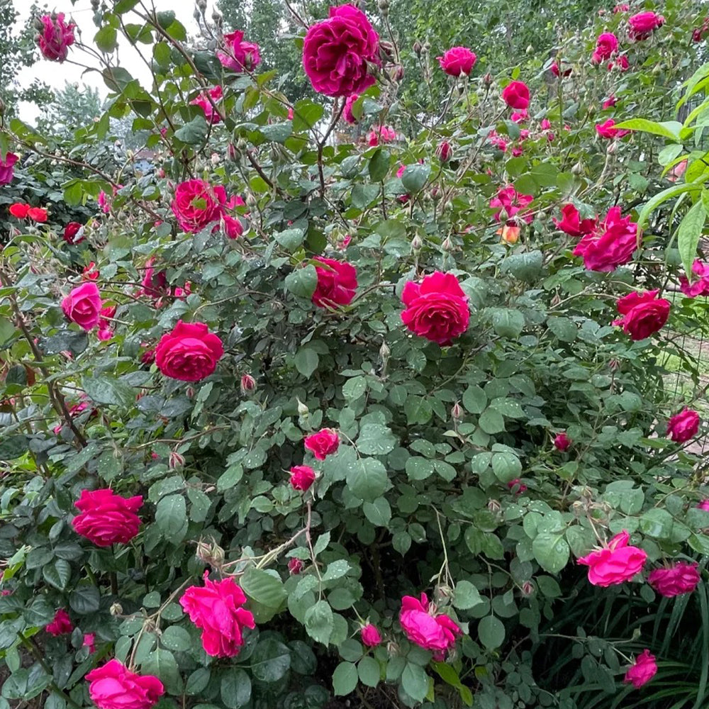 Crimson Willow Chinese Garden Climbing Rose