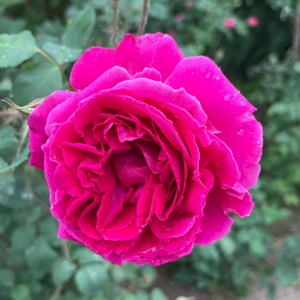 Crimson Willow Chinese Garden Climbing Rose