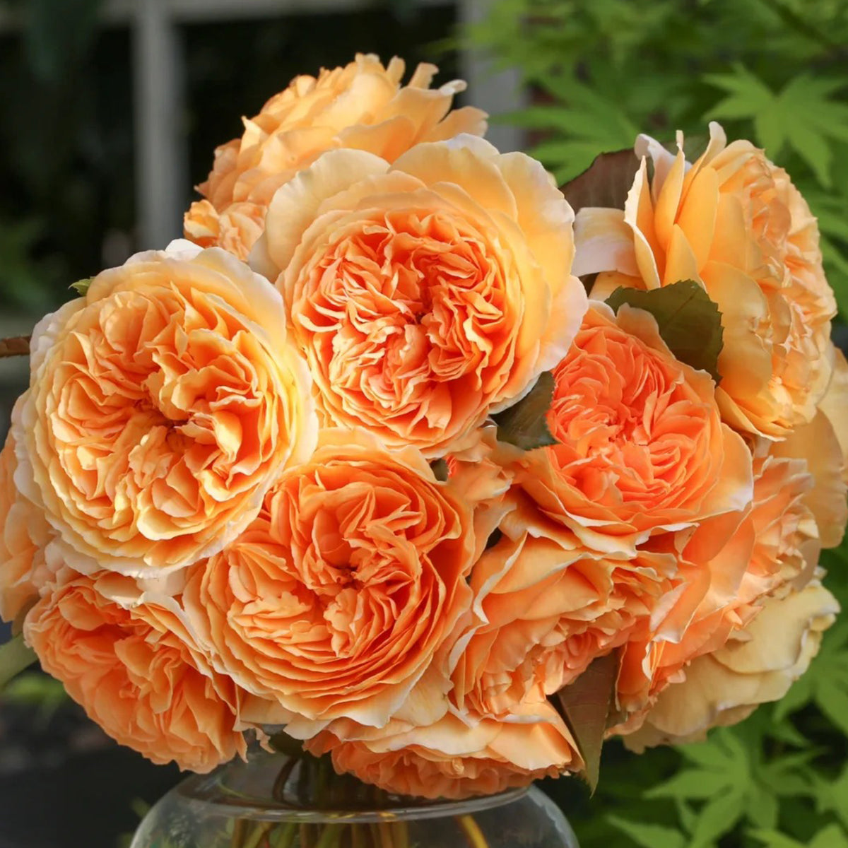 AUSwinter Rose – English Garden Climbing Rose Live Plant