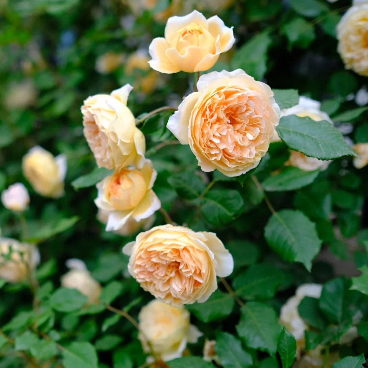 AUSwinter English Garden Climbing Rose