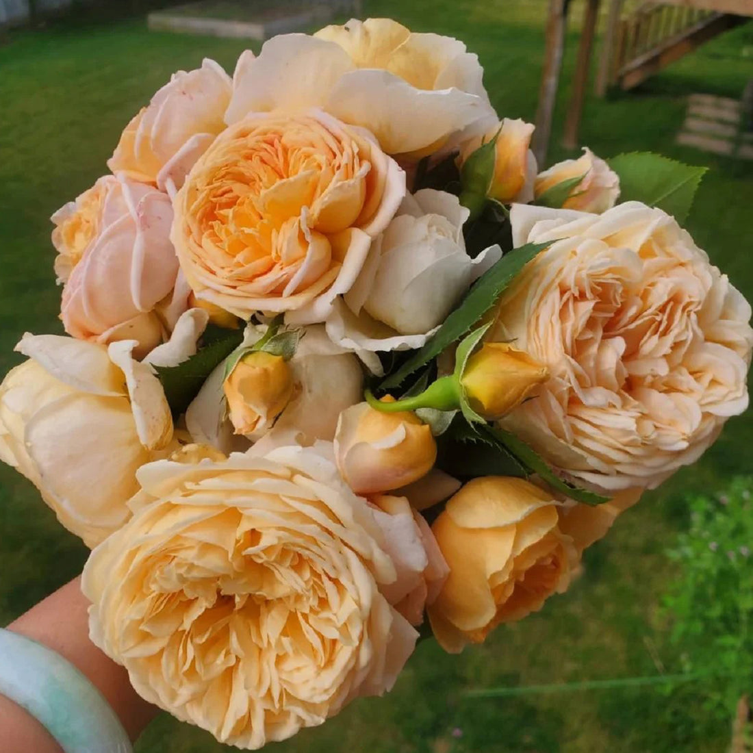AUSwinter English Garden Climbing Rose