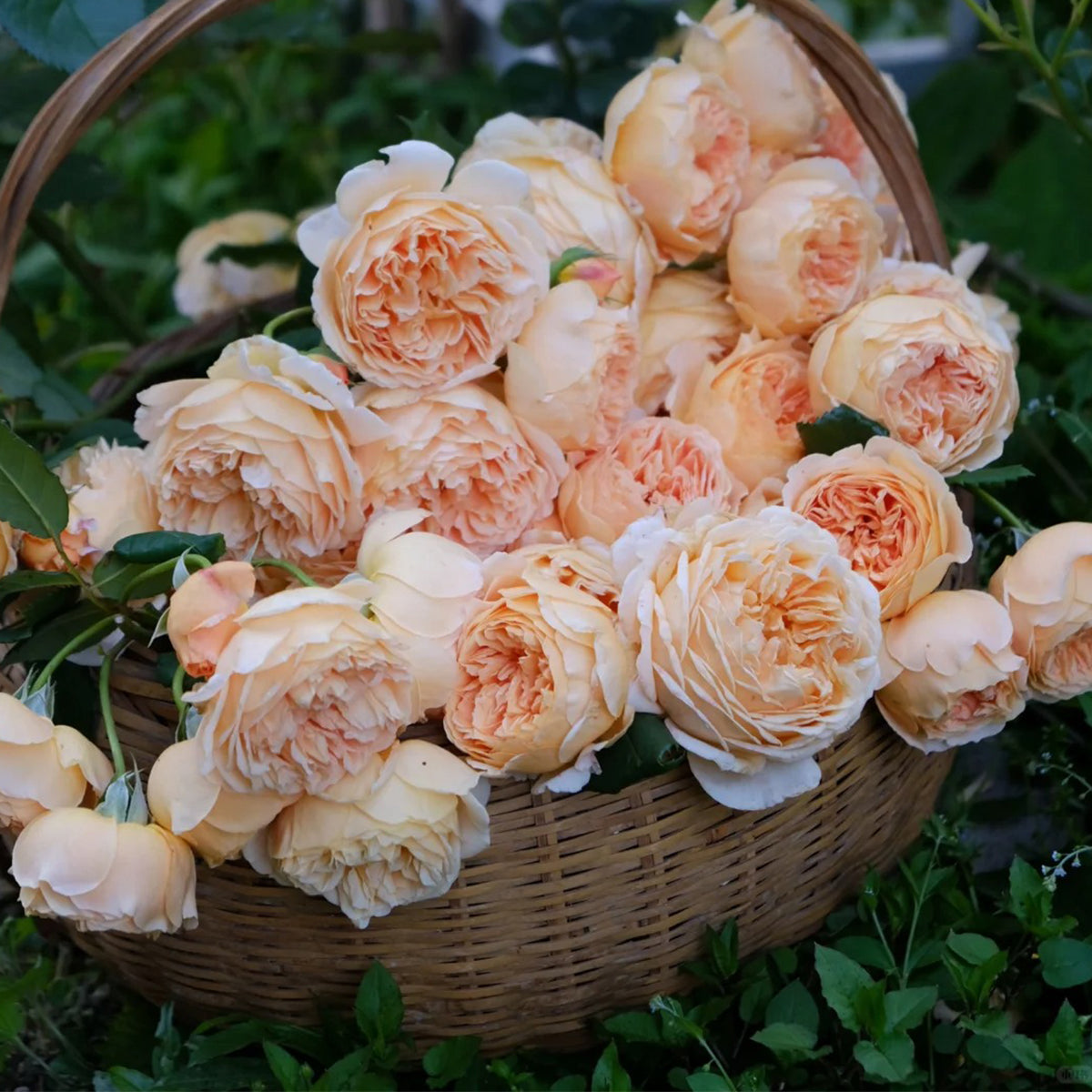 AUSwinter English Garden Climbing Rose