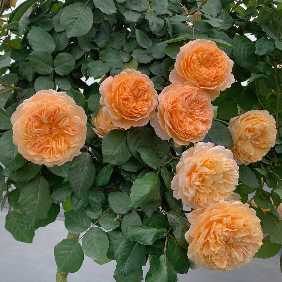 AUSwinter English Garden Climbing Rose