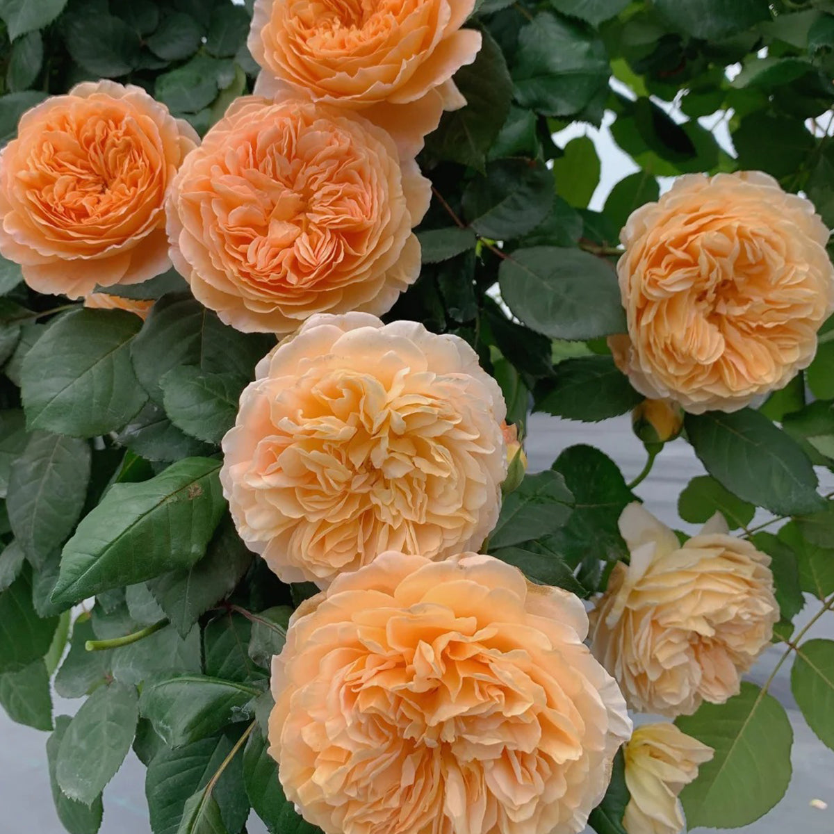 AUSwinter English Garden Climbing Rose