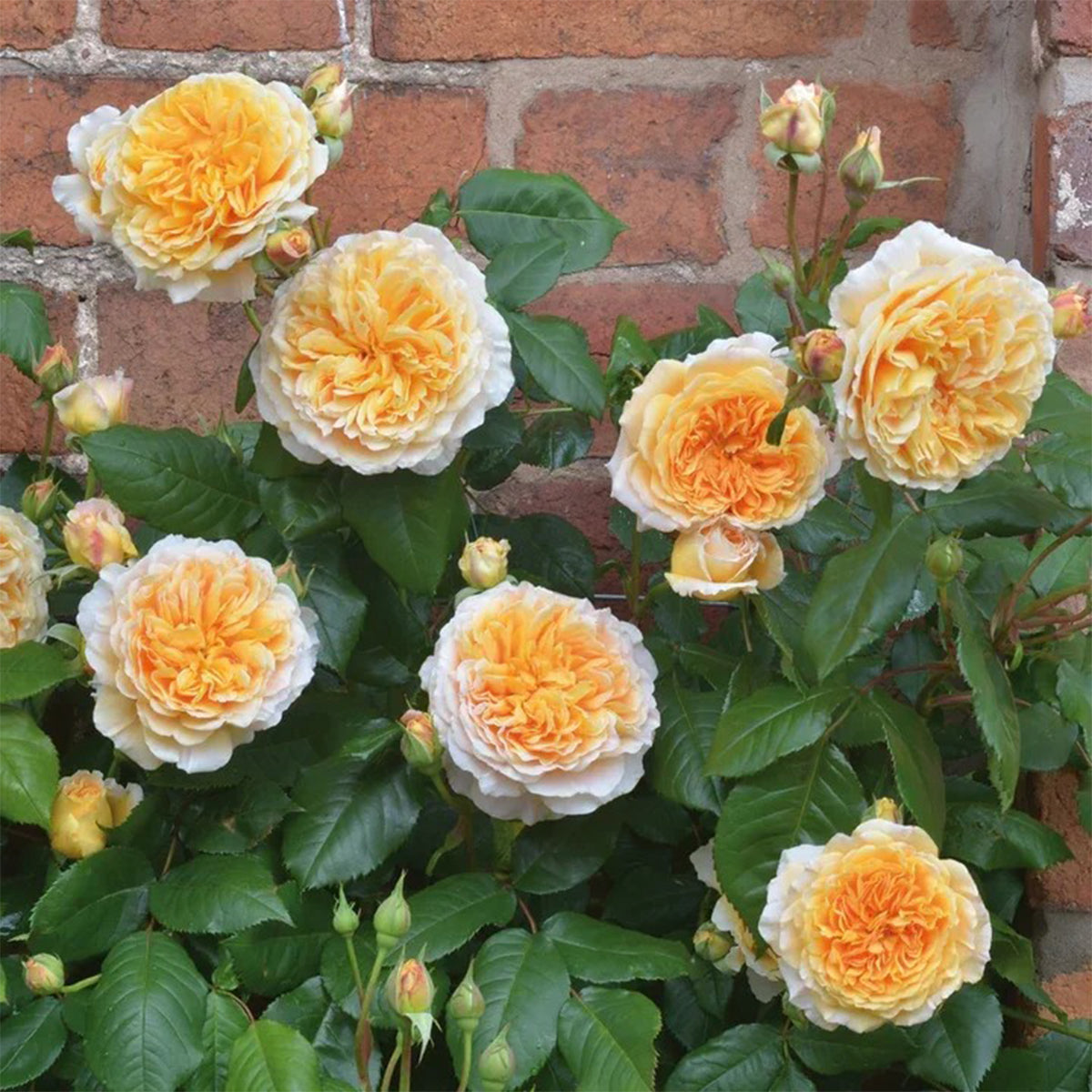 AUSwinter English Garden Climbing Rose