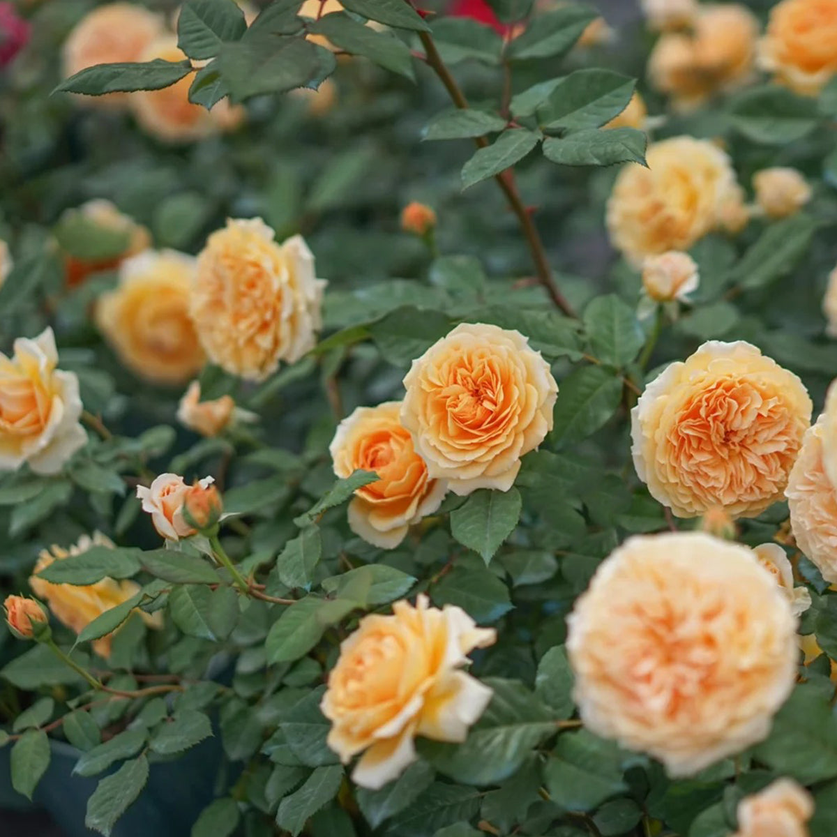 AUSwinter English Garden Climbing Rose