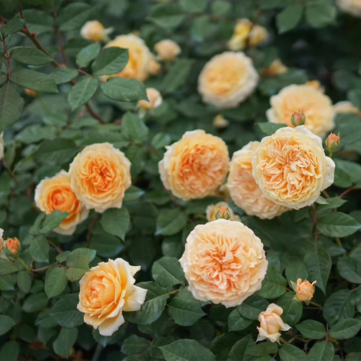AUSwinter English Garden Climbing Rose