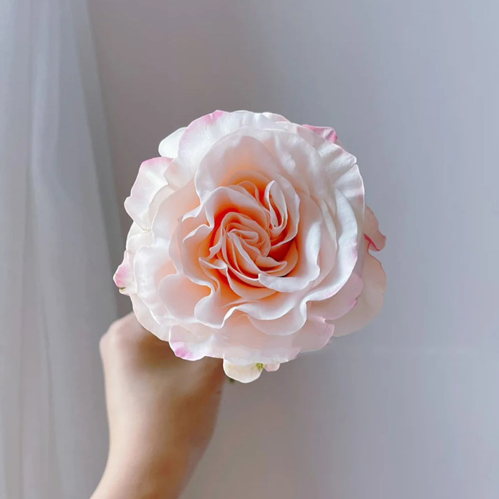 Cynthia Dutch Florist Shrub Rose
