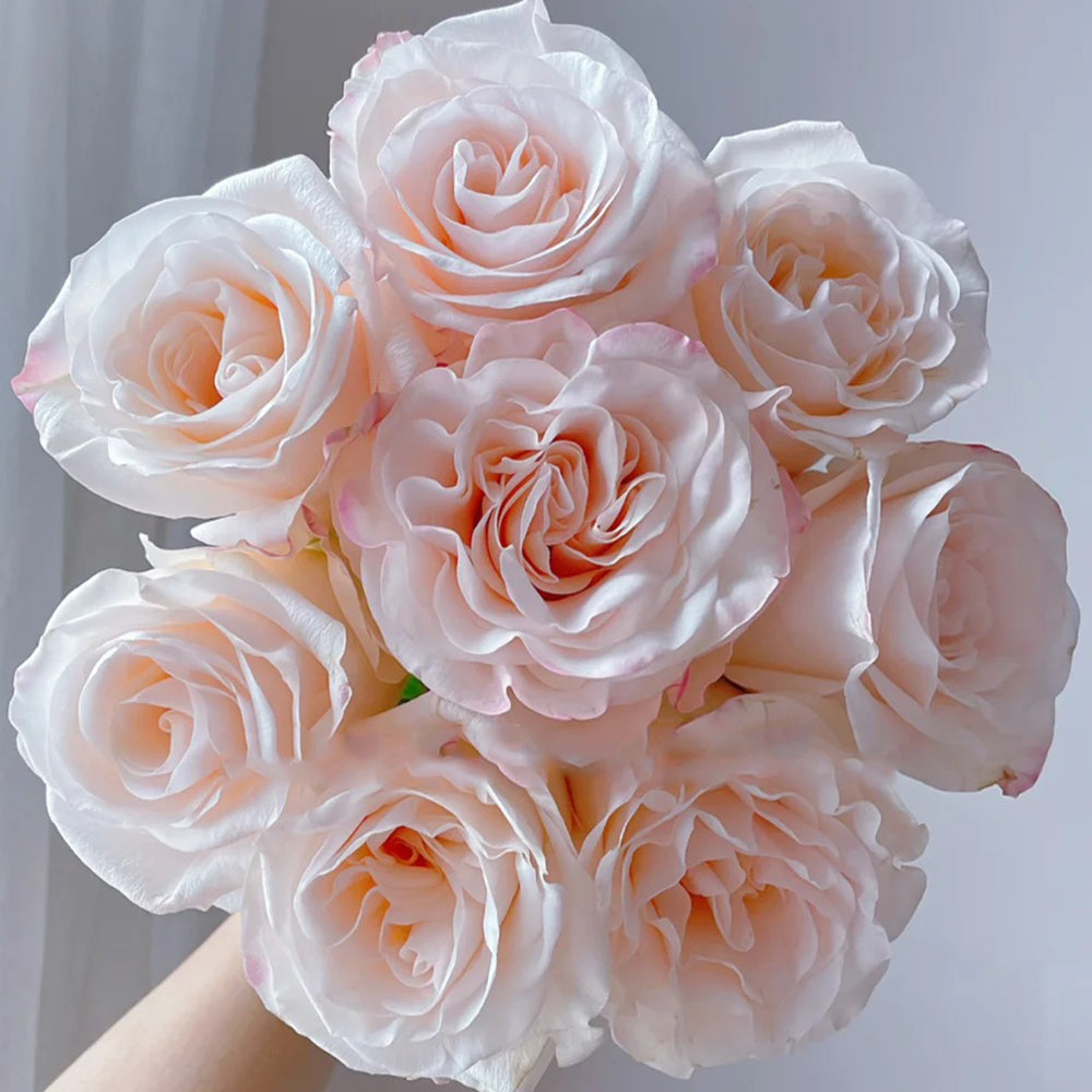Cynthia Dutch Florist Shrub Rose