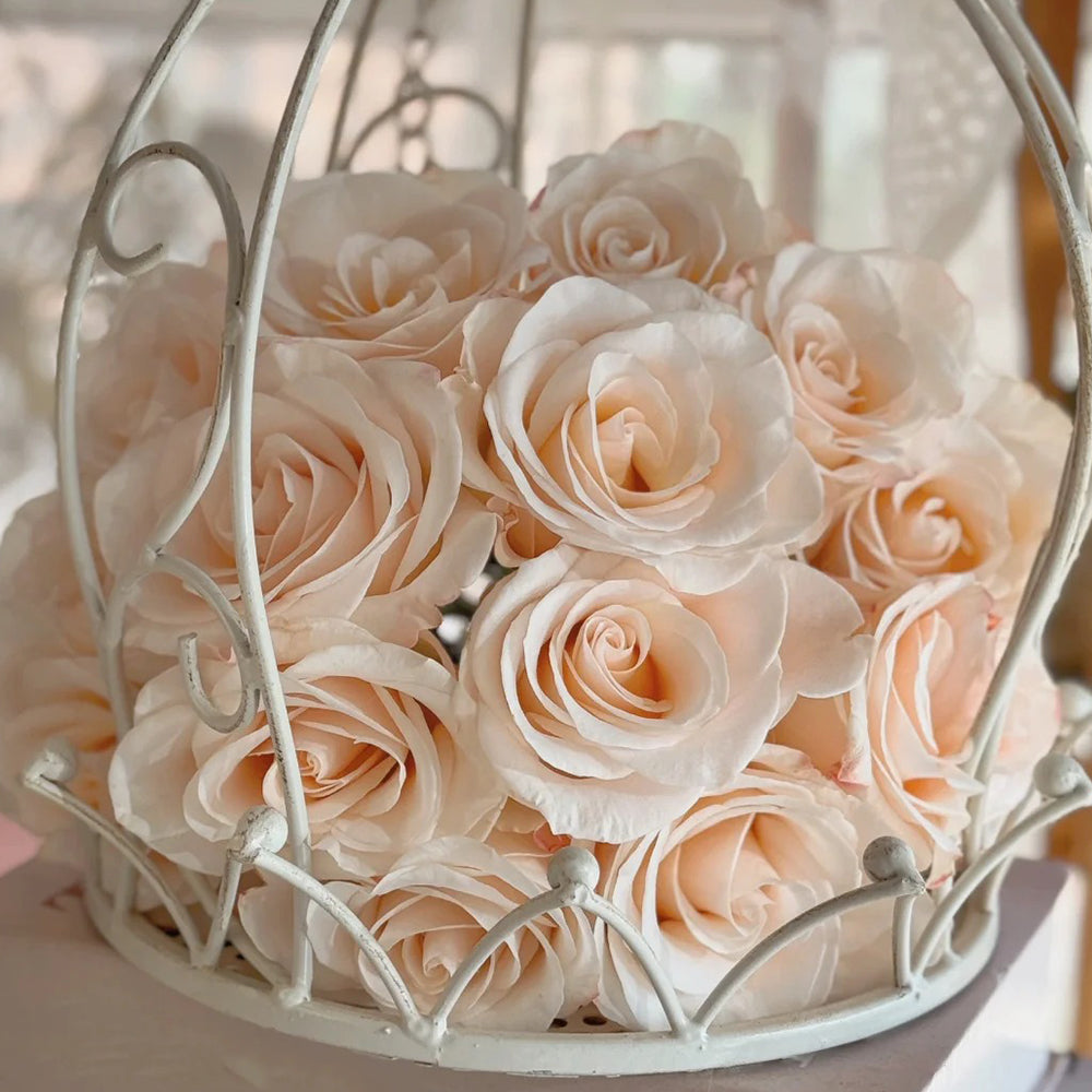 Cynthia Dutch Florist Shrub Rose