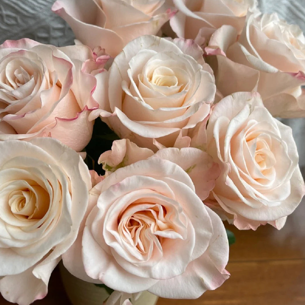 Cynthia Dutch Florist Shrub Rose