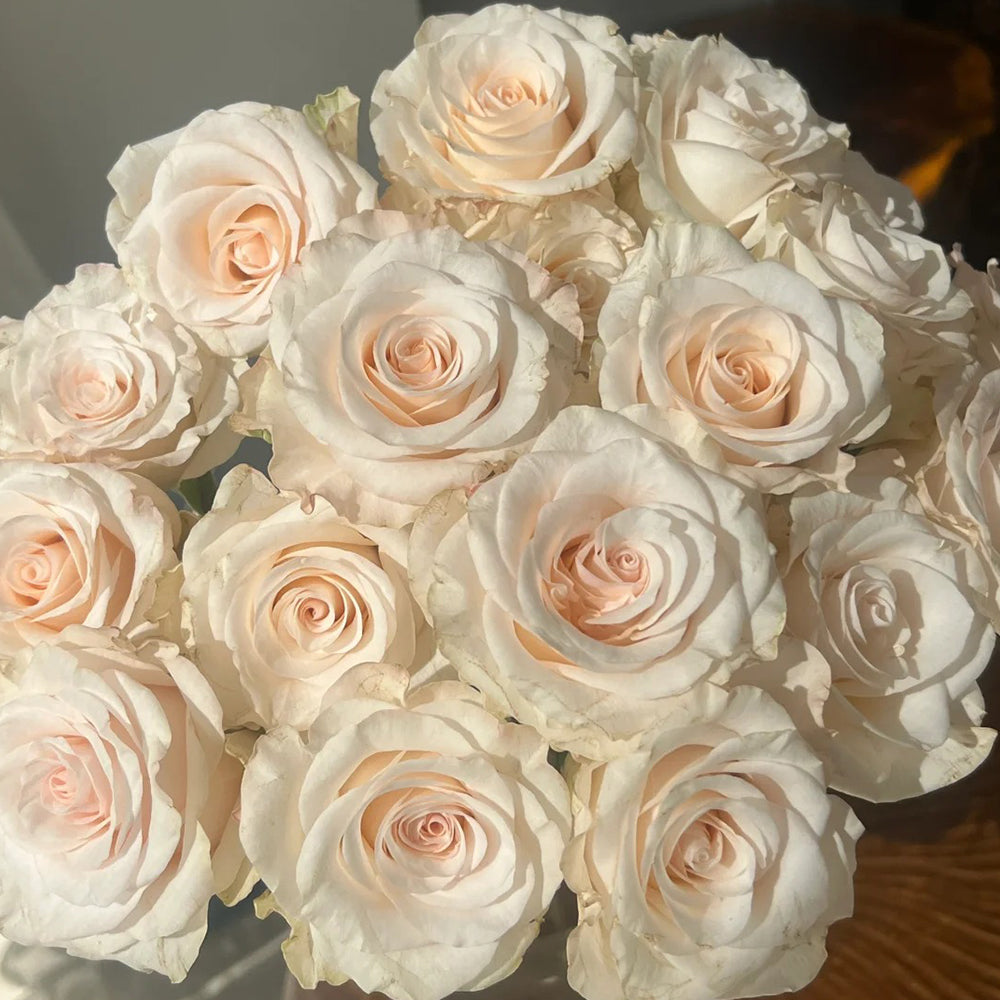 Cynthia Dutch Florist Shrub Rose