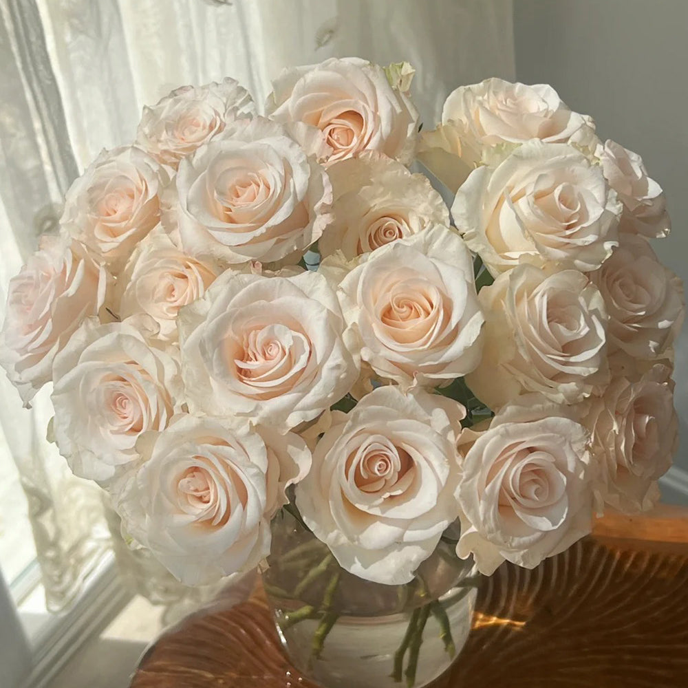Cynthia Dutch Florist Shrub Rose