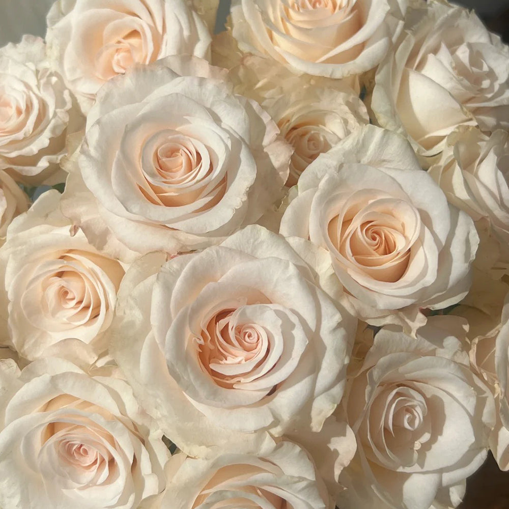 Cynthia Dutch Florist Shrub Rose
