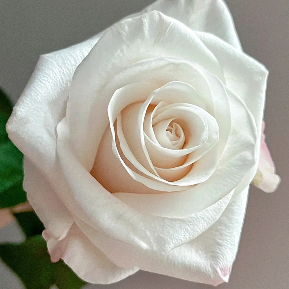 Cynthia Dutch Florist Shrub Rose
