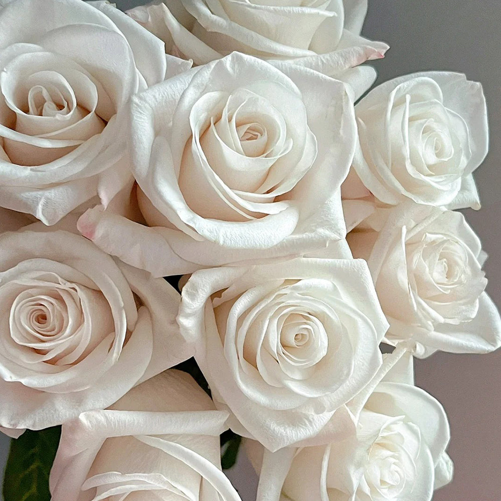 Cynthia Dutch Florist Shrub Rose