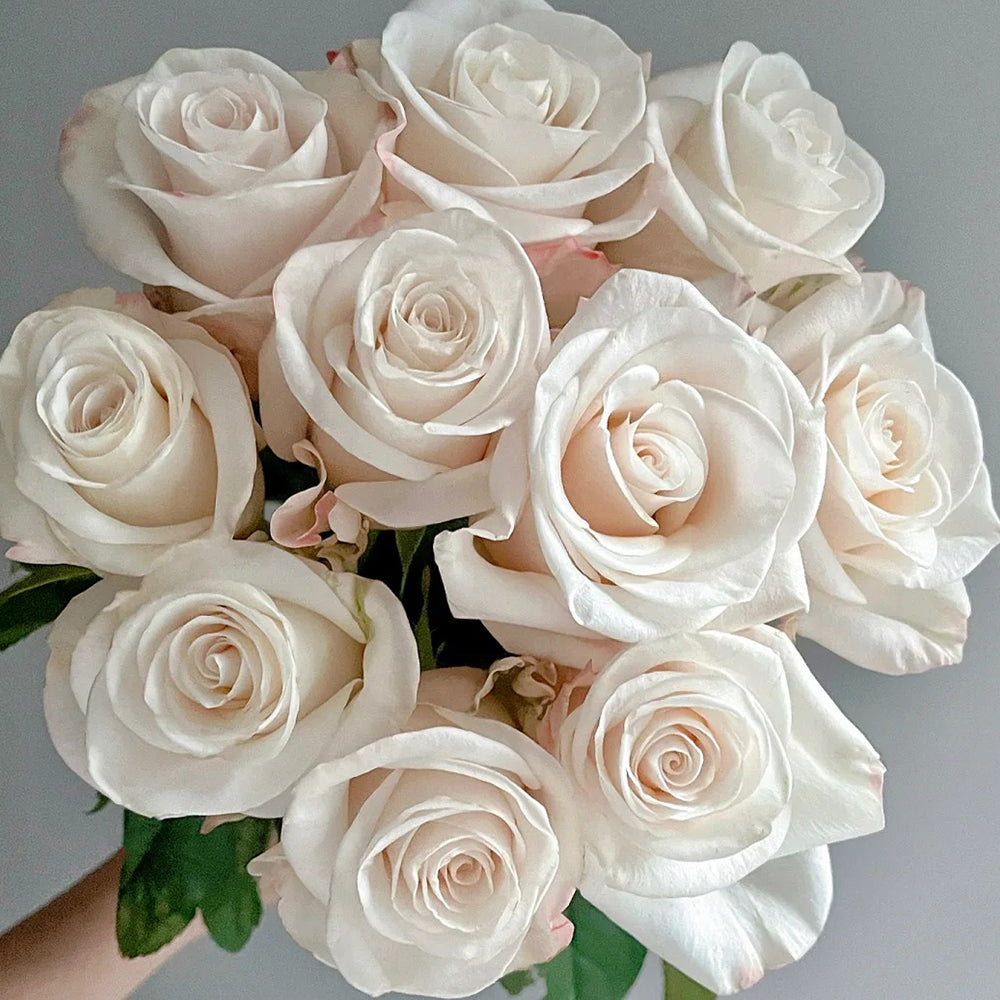 Cynthia Dutch Florist Shrub Rose