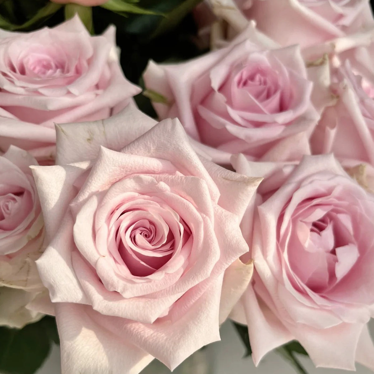 Dainty Parfum German Florist Hybrid Tea Rose