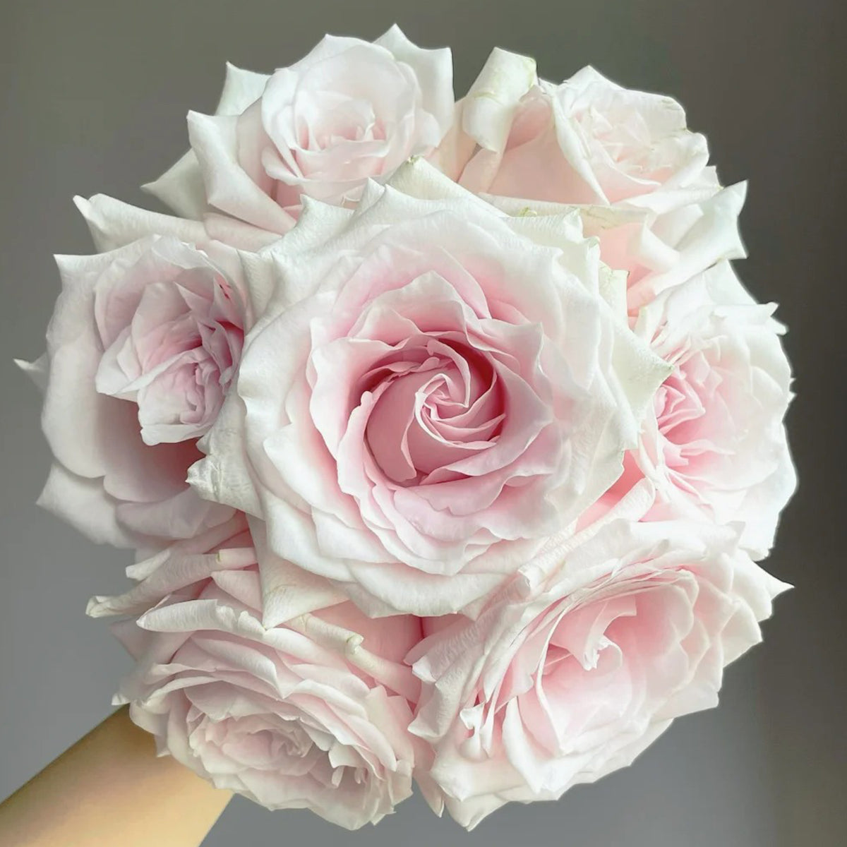 Dainty Parfum German Florist Hybrid Tea Rose