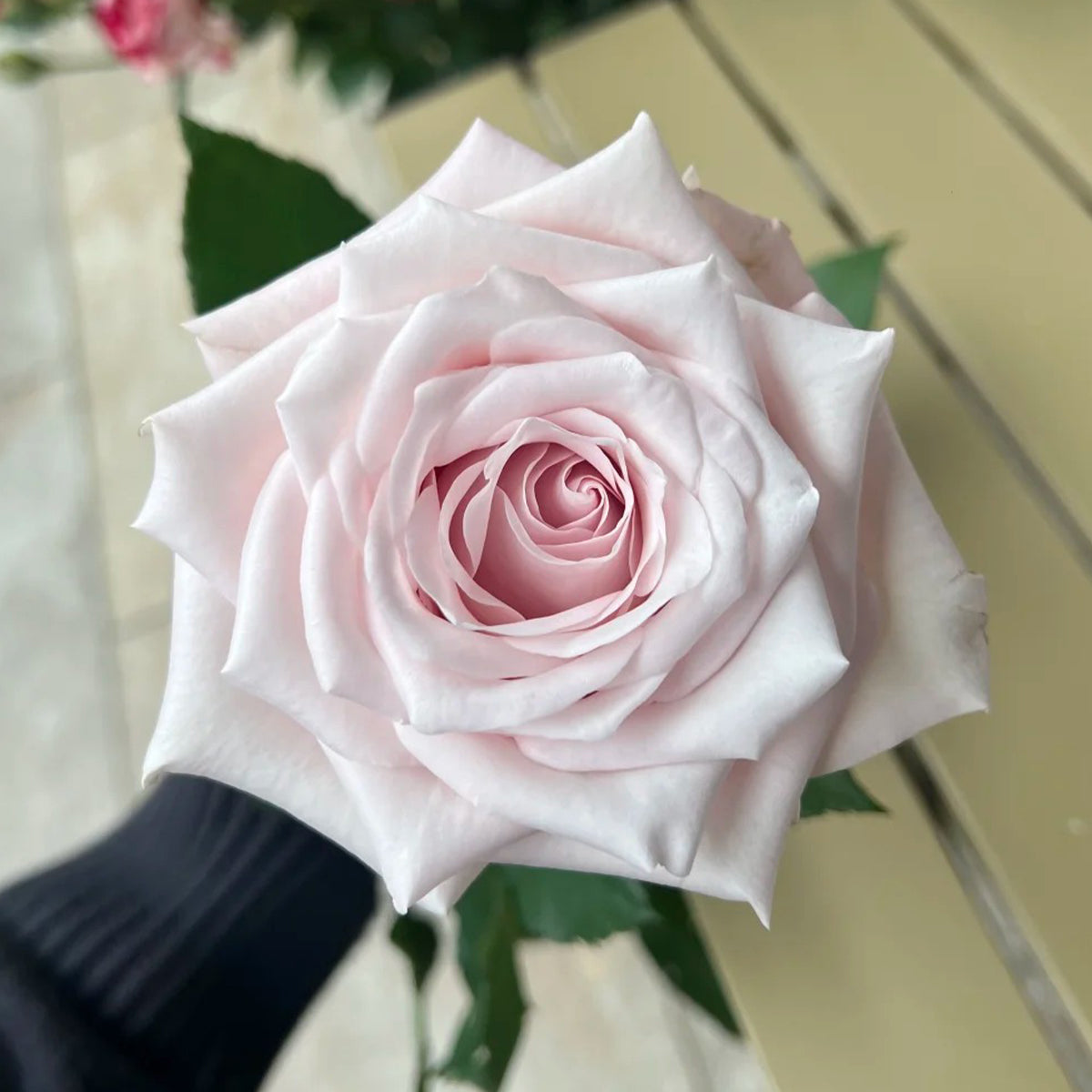 Dainty Parfum German Florist Hybrid Tea Rose