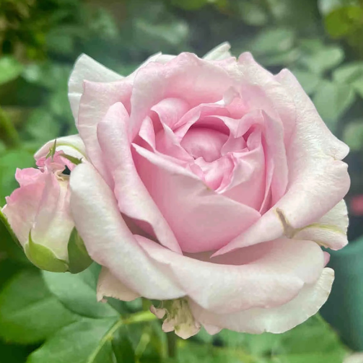 Dainty Parfum German Florist Hybrid Tea Rose