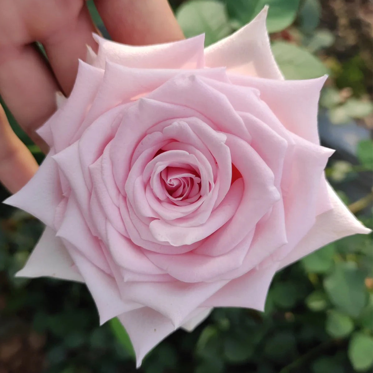 Dainty Parfum German Florist Hybrid Tea Rose