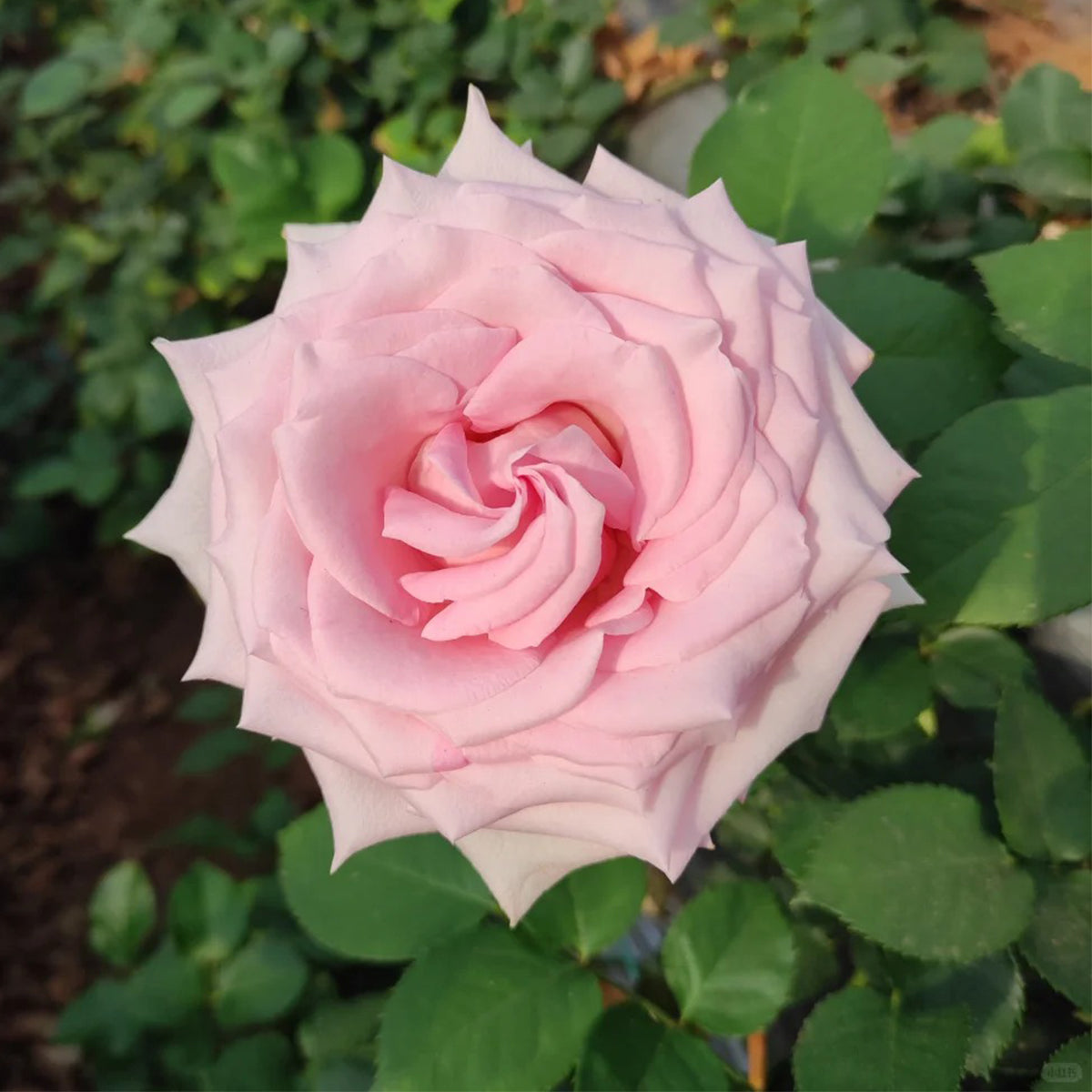 Dainty Parfum German Florist Hybrid Tea Rose