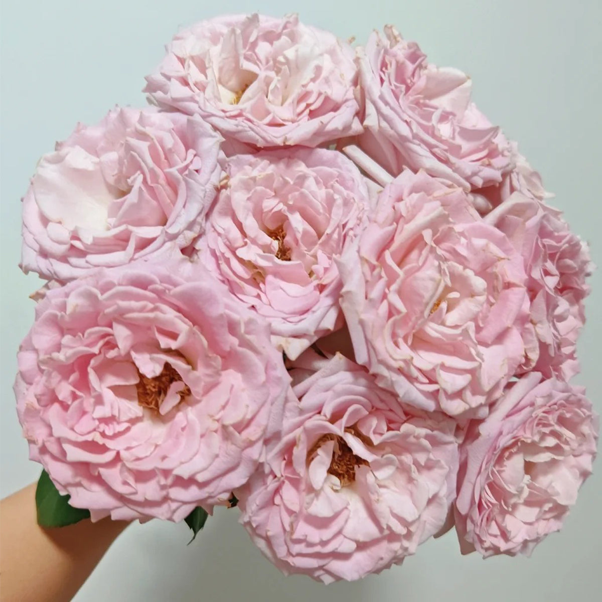 Dainty Parfum German Florist Hybrid Tea Rose