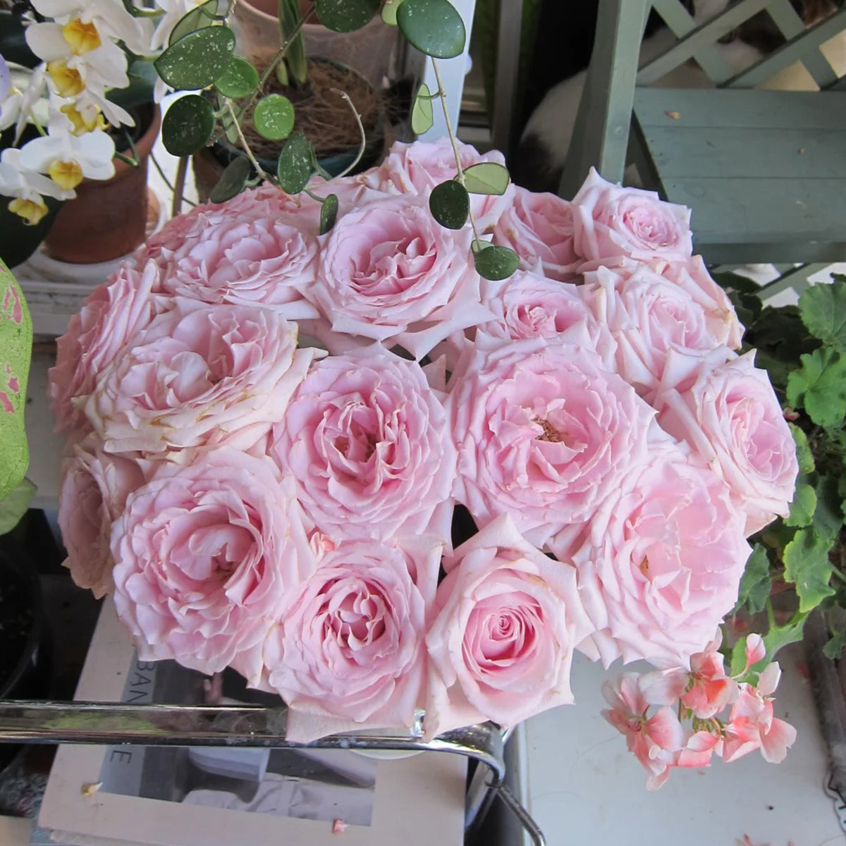 Dainty Parfum German Florist Hybrid Tea Rose