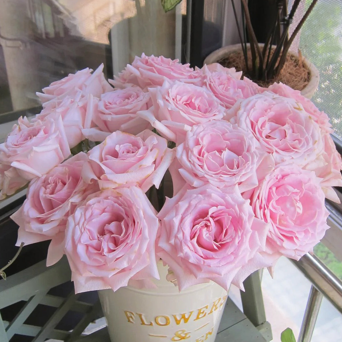 Dainty Parfum German Florist Hybrid Tea Rose