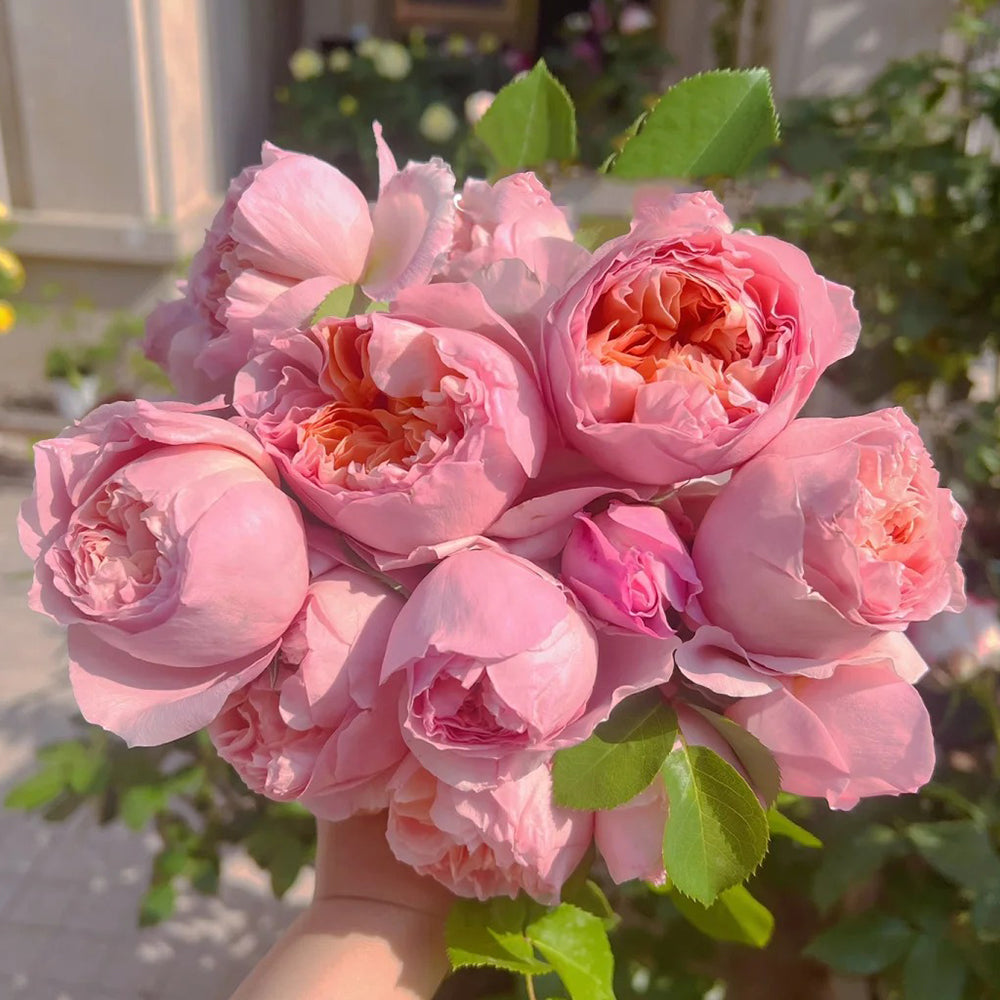 French Garden Climbing Rose Inspired by Dames De Chenonceau
