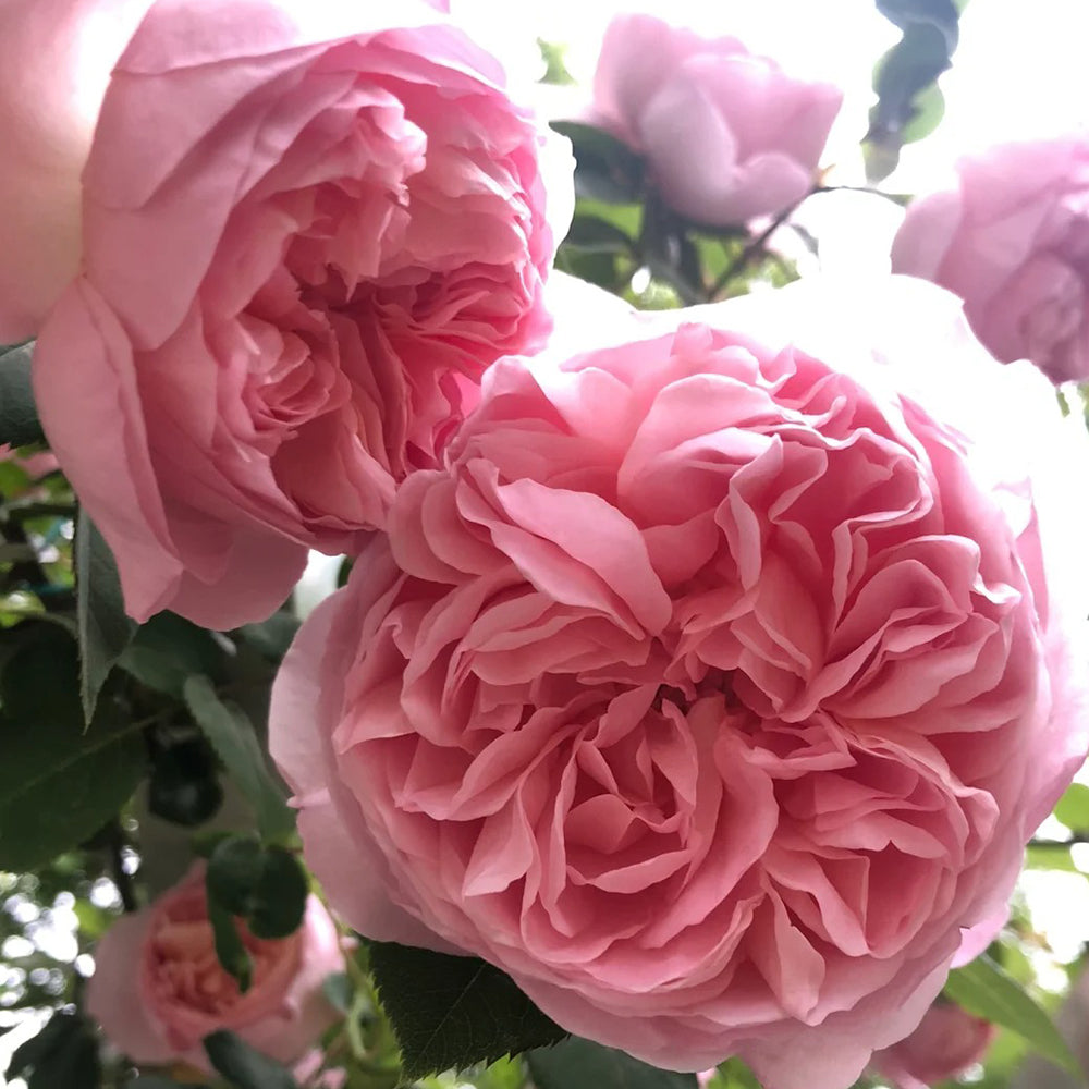 French Florist Climbing Rose Inspired by Dames De Chenonceau