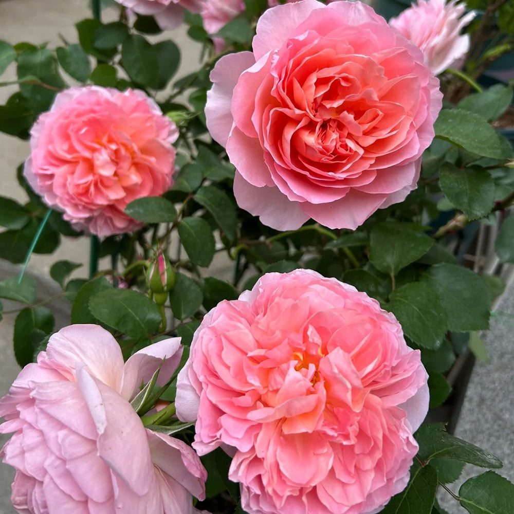 French Florist Climbing Rose Inspired by Dames De Chenonceau