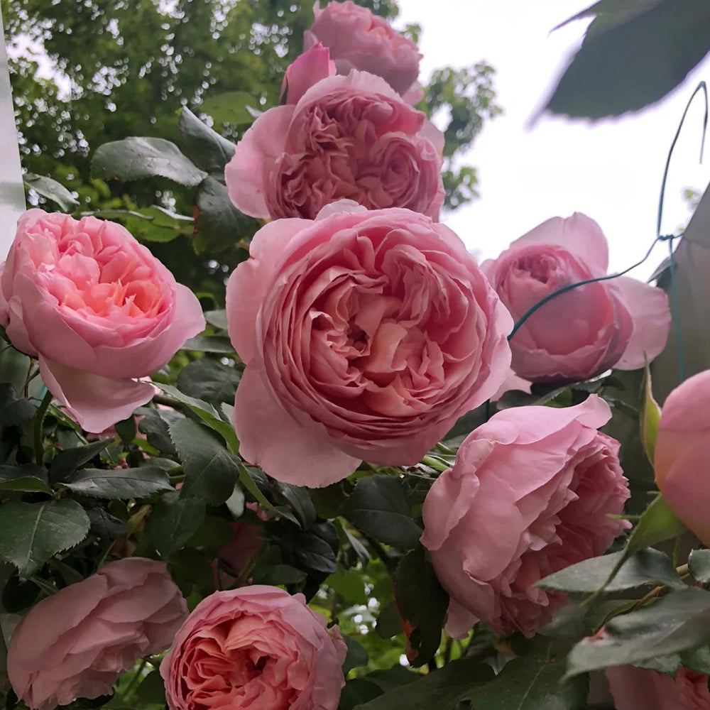 French Florist Climbing Rose Inspired by Dames De Chenonceau