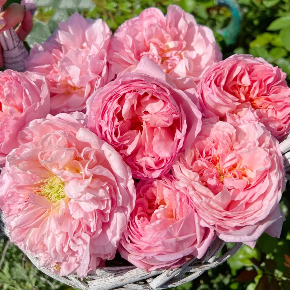 French Florist Climbing Rose Inspired by Dames De Chenonceau