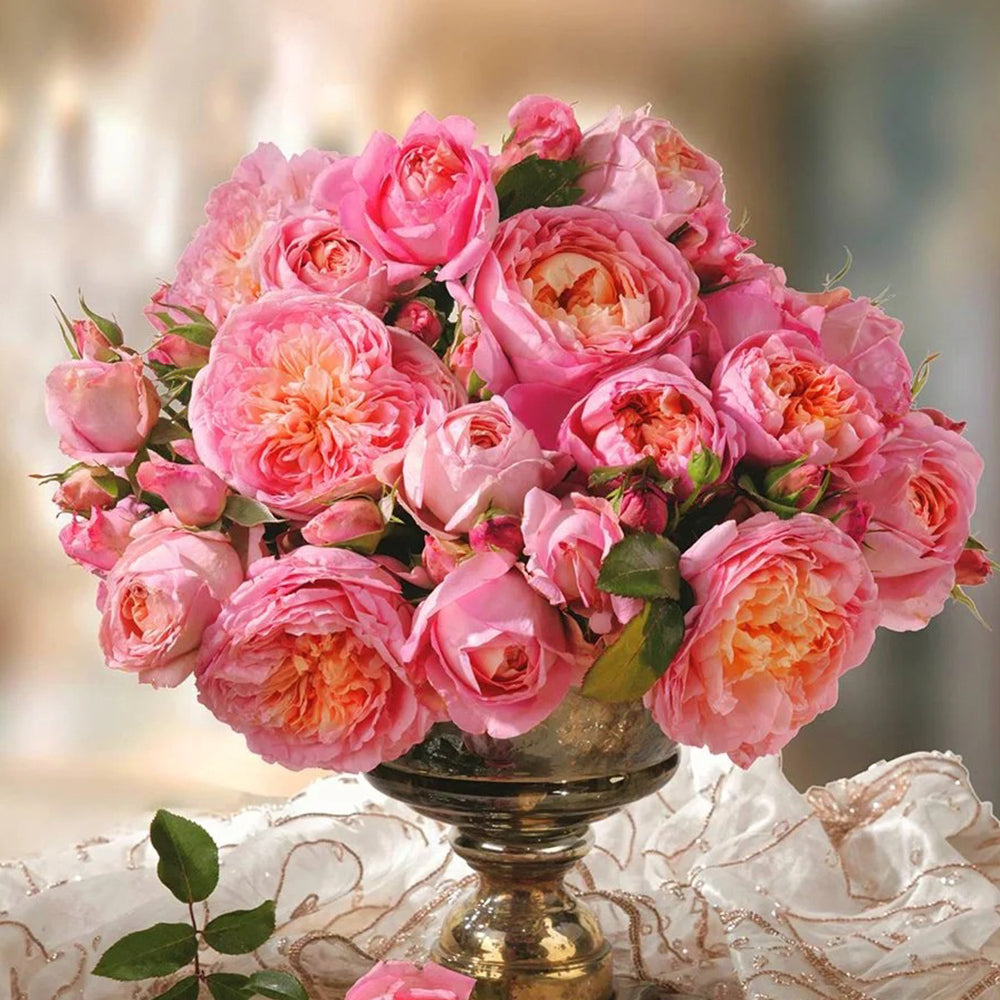 French Florist Climbing Rose Inspired by Dames De Chenonceau