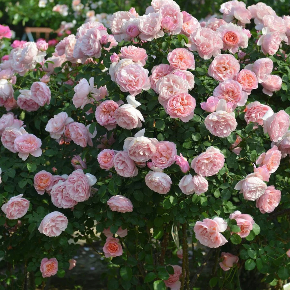 French Florist Climbing Rose Inspired by Dames De Chenonceau