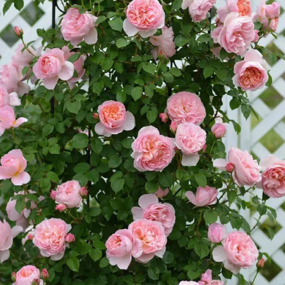 French Florist Climbing Rose Inspired by Dames De Chenonceau
