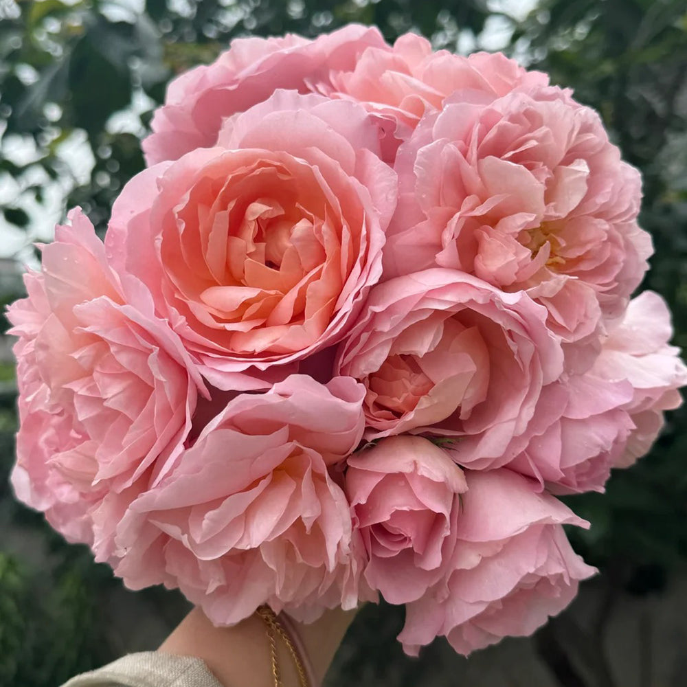 French Florist Climbing Rose Inspired by Dames De Chenonceau