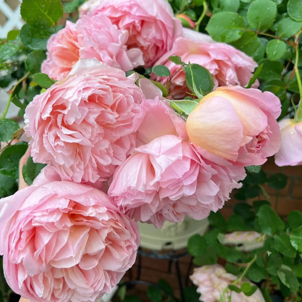 French Florist Climbing Rose Inspired by Dames De Chenonceau