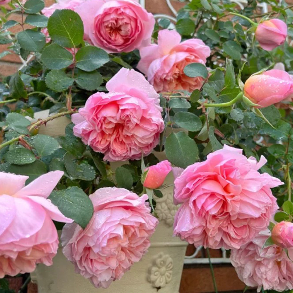 French Florist Climbing Rose Inspired by Dames De Chenonceau