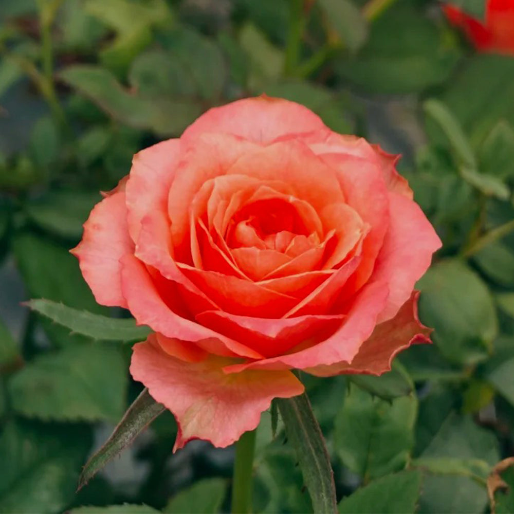 Dark X-pression Dutch Florist Shrub Rose