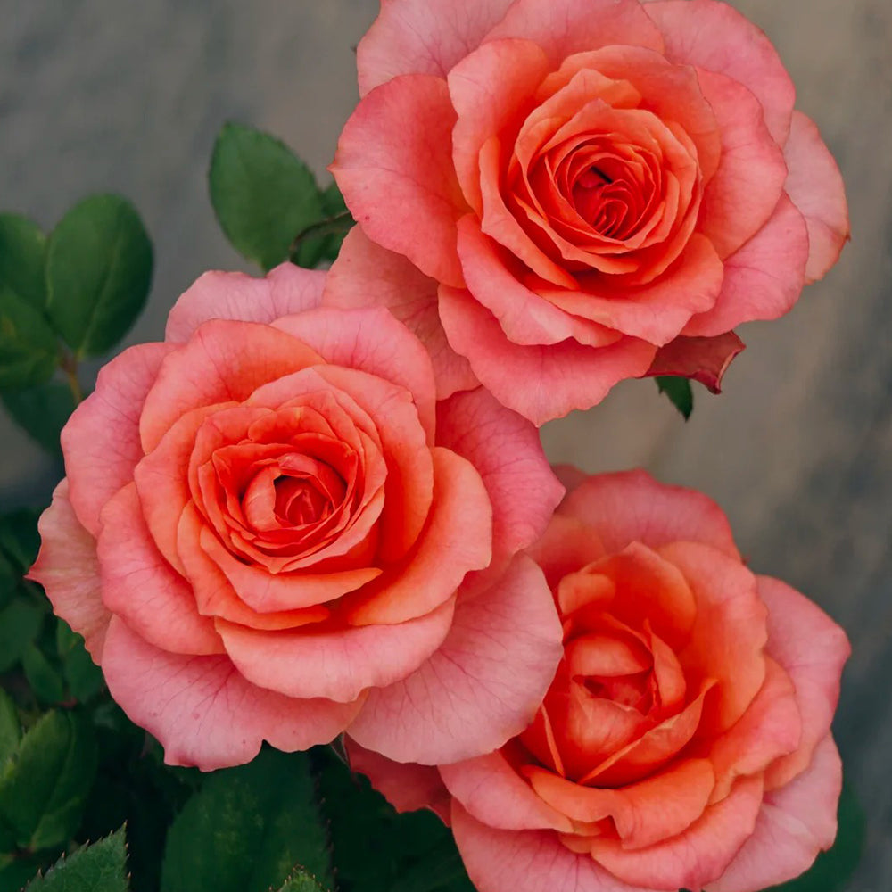 Dark X-pression Dutch Florist Shrub Rose