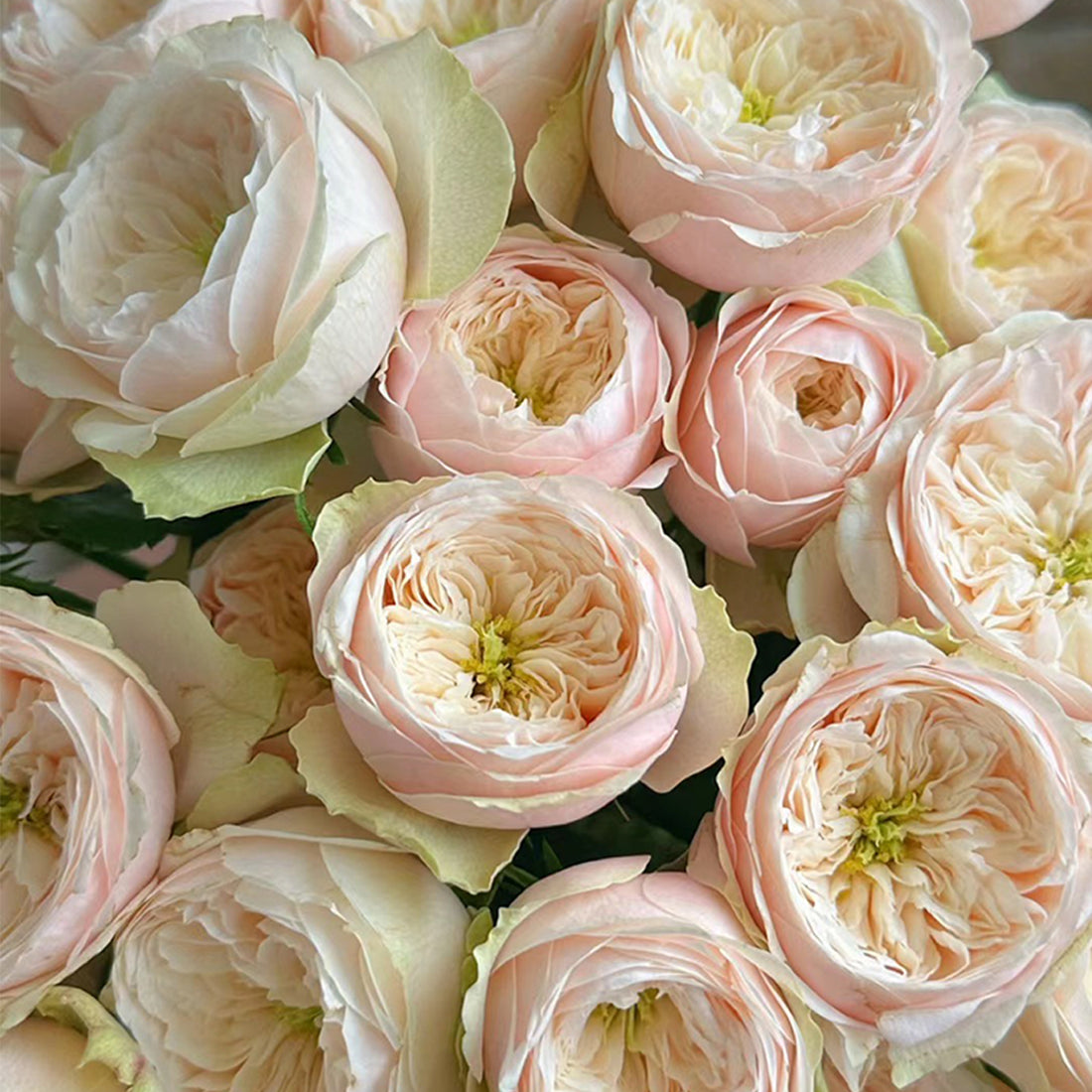 Dutch Florist Shrub Rose Inspired by Darlington